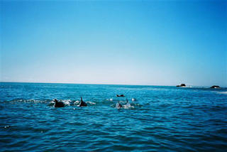 Delfine bei Hobie Beach
